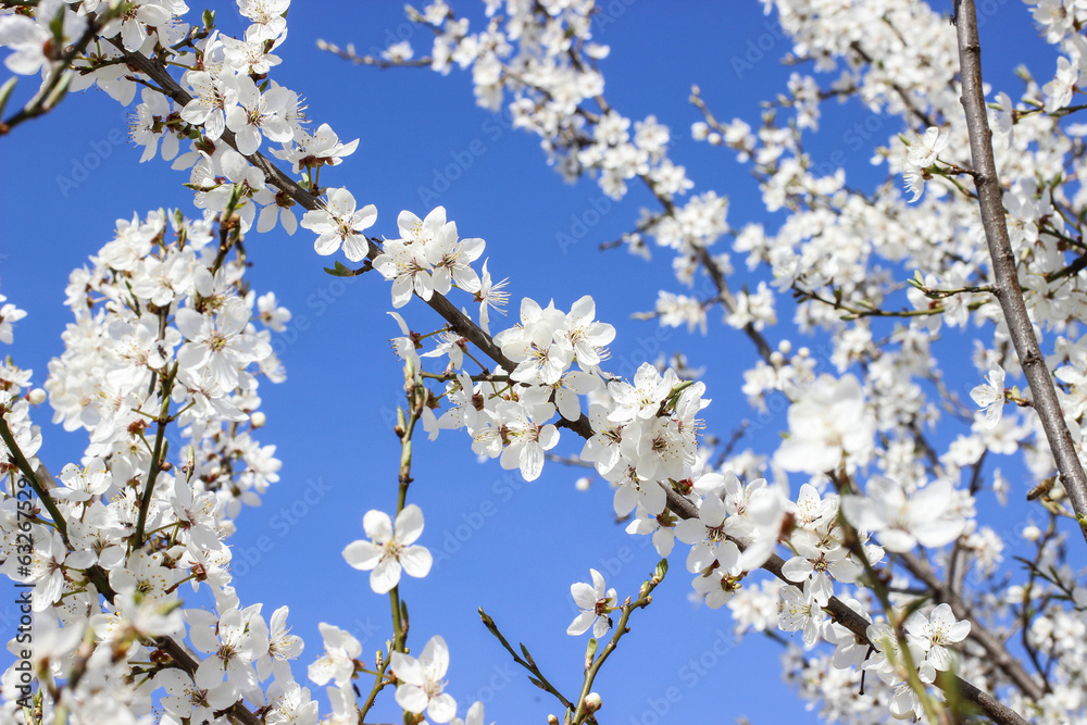 Blooming branch of cherry tree. Beautiful spring landscape Blooming branch of cherry tree. Beautiful spring landscape