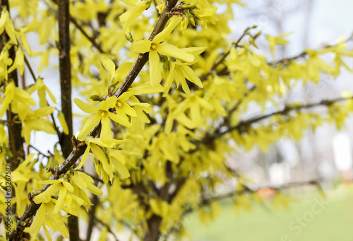 Blooming forsythia. Symbol of spring and easter © agneskantaruk