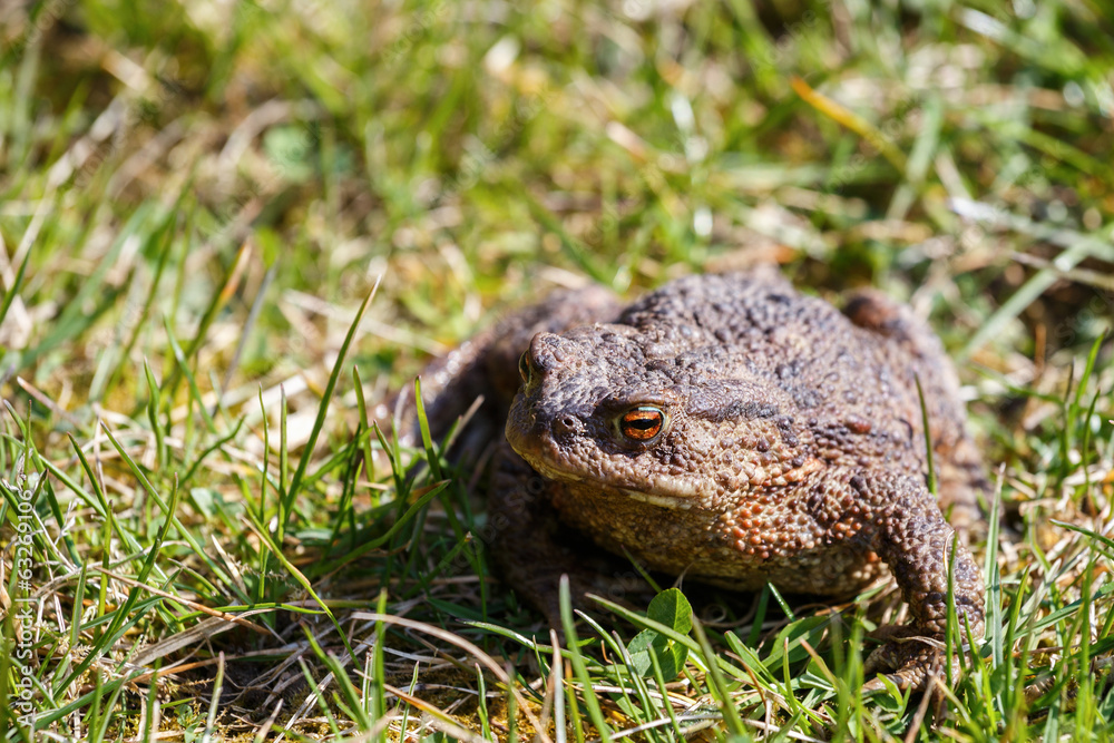 brown toad in the garden brown toad in the garden