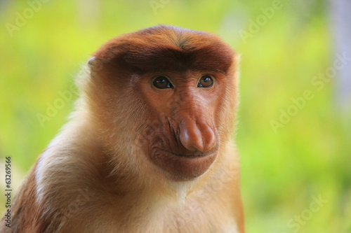 Portrait of Proboscis monkey, Borneo, Malaysia © donyanedomam