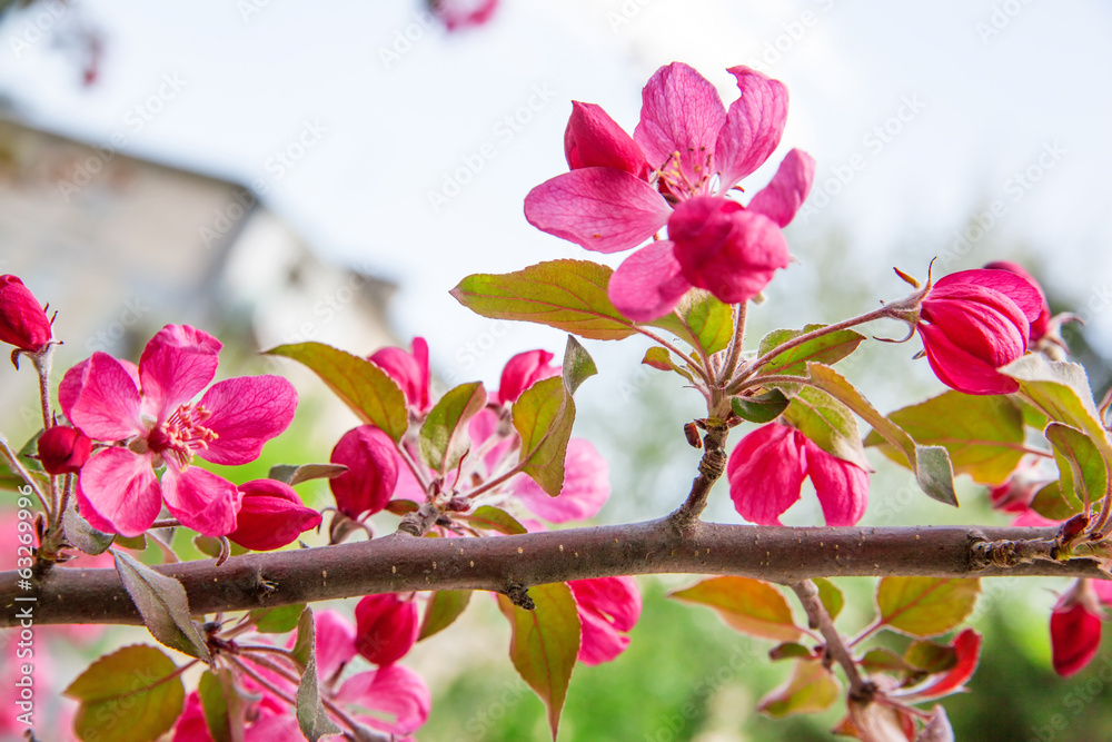 Pink sakura flowers on branch, blossom spring tree Pink sakura flowers on branch, blossom spring tree