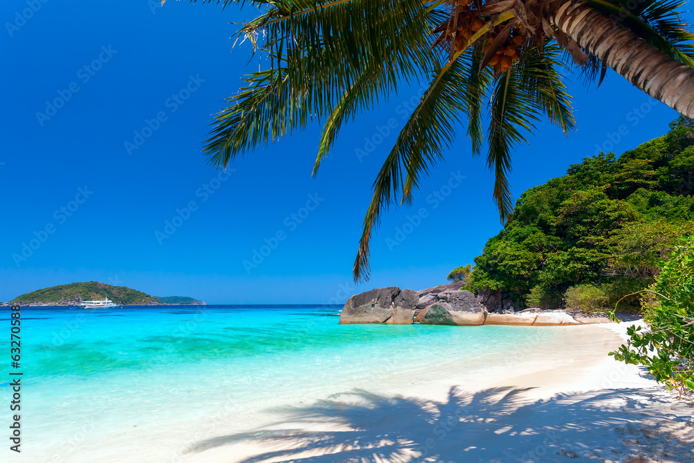 palm tree on a white beach
