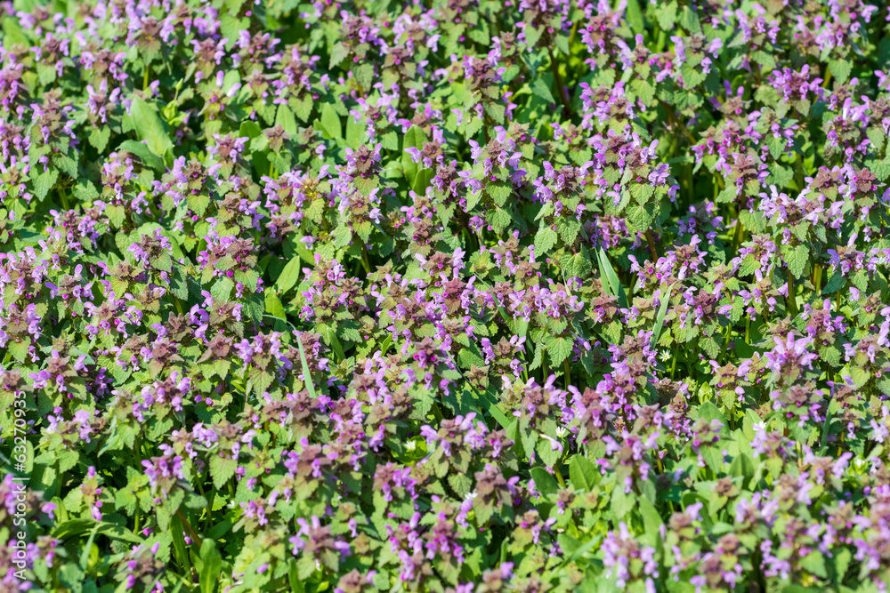 Purple Spring Flowers Field Blossom In Spring Purple Spring Flowers Field Blossom In Spring