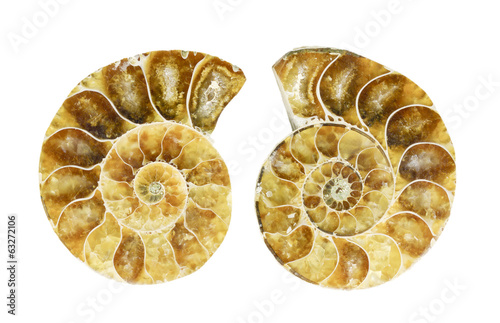 Fossilized ammonite