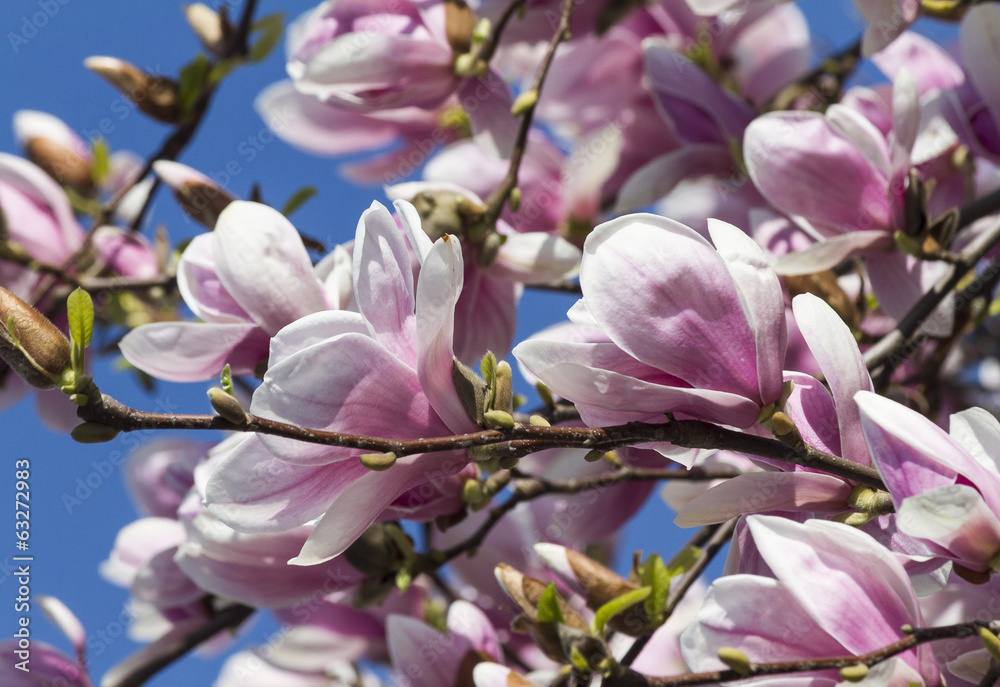 blooming magnolia flowers in spring