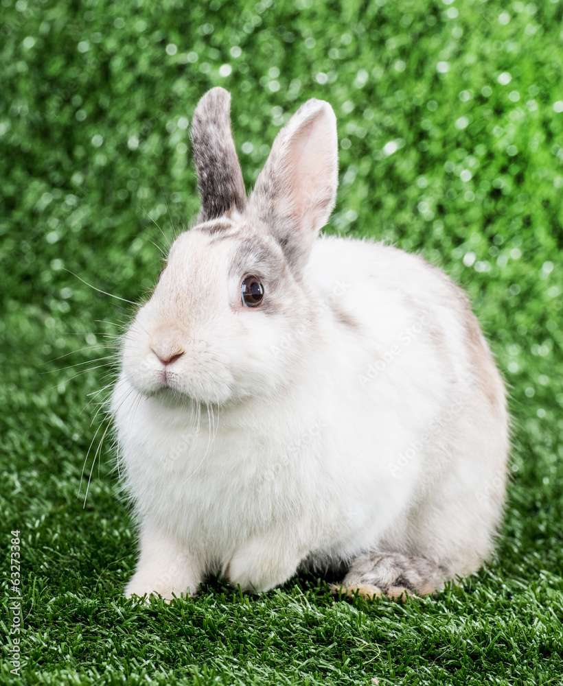 rabbit on the grass rabbit on the grass