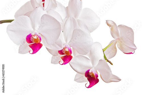 Fototapeta Naklejka Na Ścianę i Meble -  Beautiful orchid on white background