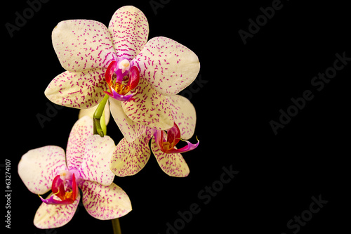 Beautiful orchid on dark background © phant