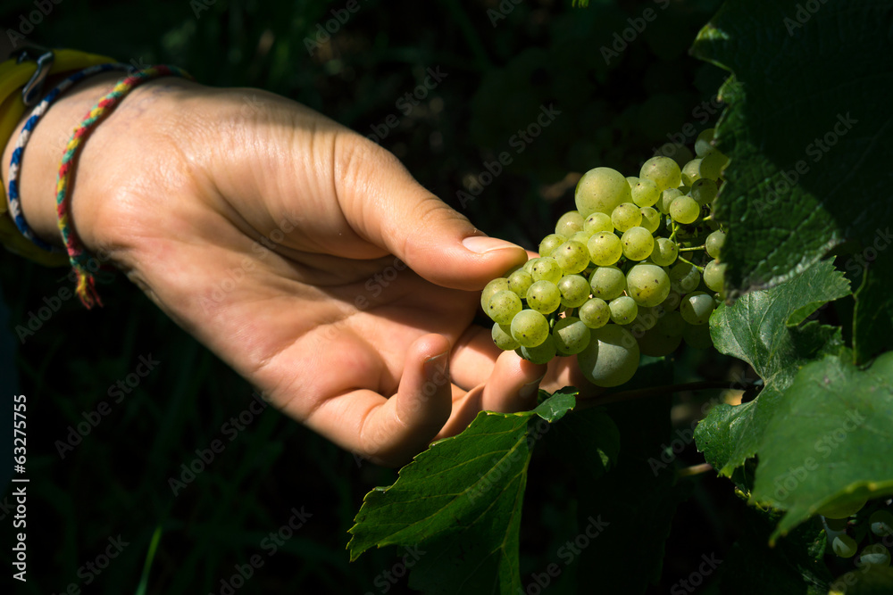 cueillir du raisin cueillir du raisin