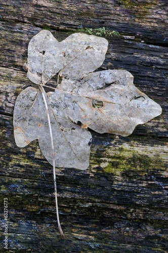  Lilioceris merdigera, Chrysomelidae photo