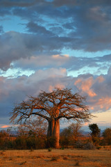 Leinwandbilder Baobab Landschaft mit Baobab in Afrika  © lucaar
