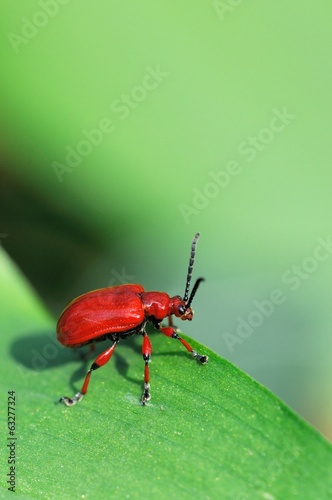 Lilioceris merdigera, Chrysomelidae. © fabiosa_93