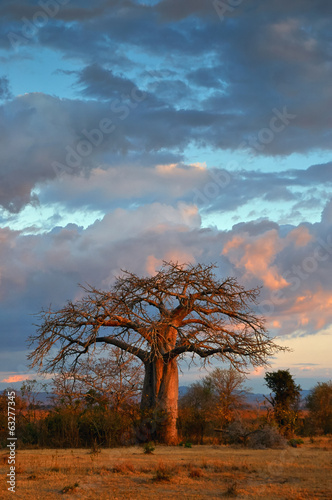 Fototapete Landscape with baobab