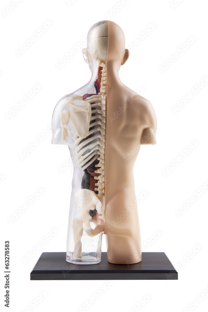 Figure Cross-Section Diagram Of Human Body - Bones and Organs Stock ...
