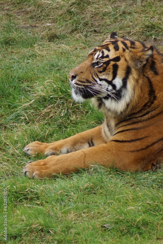 Fototapeta premium Sumatran Tiger - Panthera tigris sumatrae