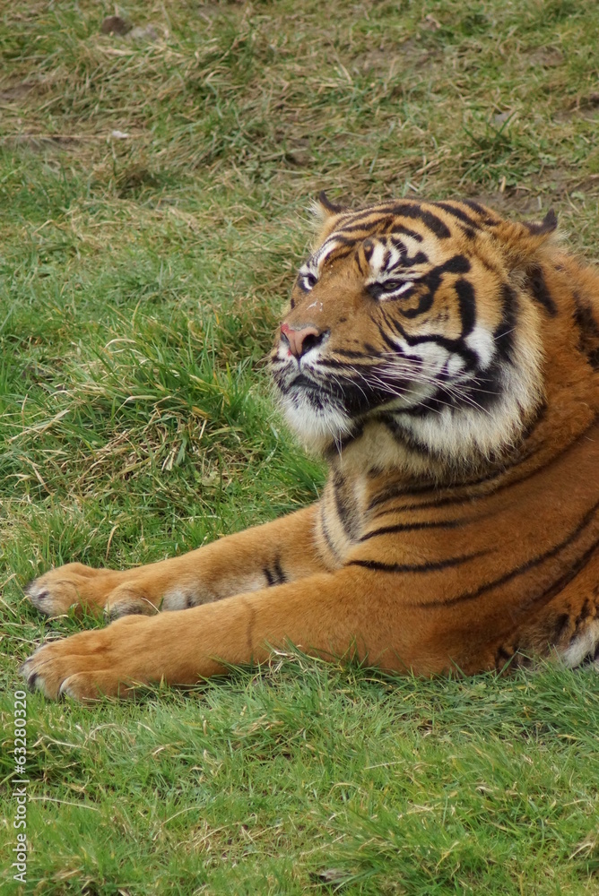 Fototapeta premium Sumatran Tiger - Panthera tigris sumatrae