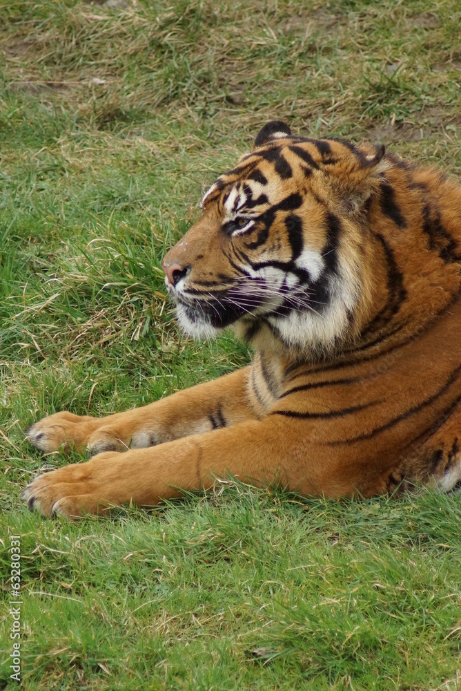 Fototapeta premium Sumatran Tiger - Panthera tigris sumatrae