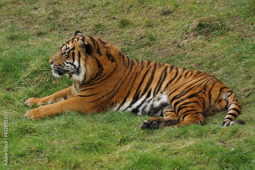 Sumatran Tiger - Panthera tigris sumatrae