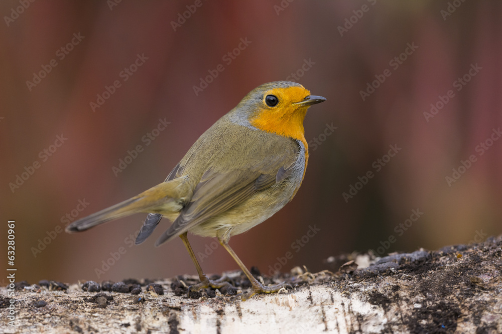 Rougegorge familier - Erithacus rubecula - European Robin