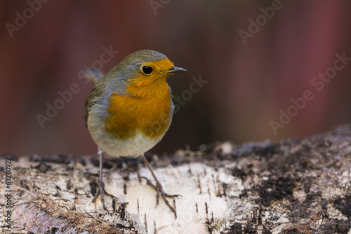 Rougegorge familier - Erithacus rubecula - European Robin photo