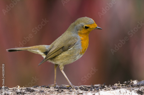 Rougegorge familier - Erithacus rubecula - European Robin photo