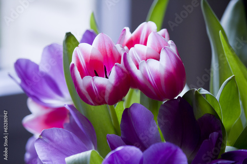 tulipe fleur floral flore fraîcheur hollande