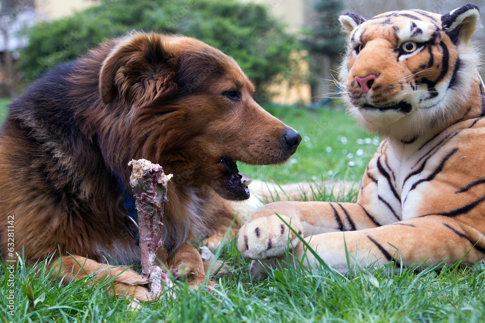 Hund und Tiger Stock Photo | Adobe Stock