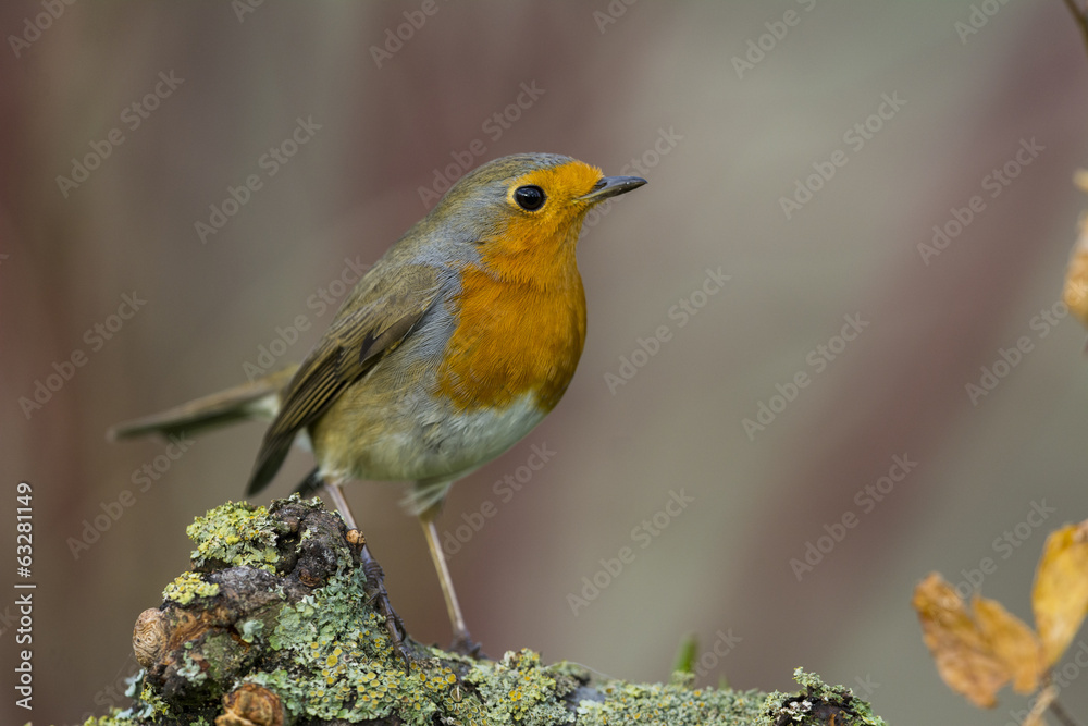 Rougegorge familier - Erithacus rubecula - European Robin