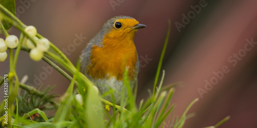 Rougegorge familier - Erithacus rubecula - European Robin