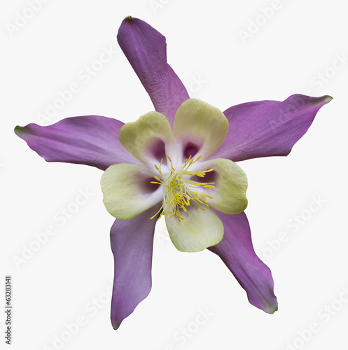 Photographie ancolie fleur Aquilegia Colorado Columbine détouré