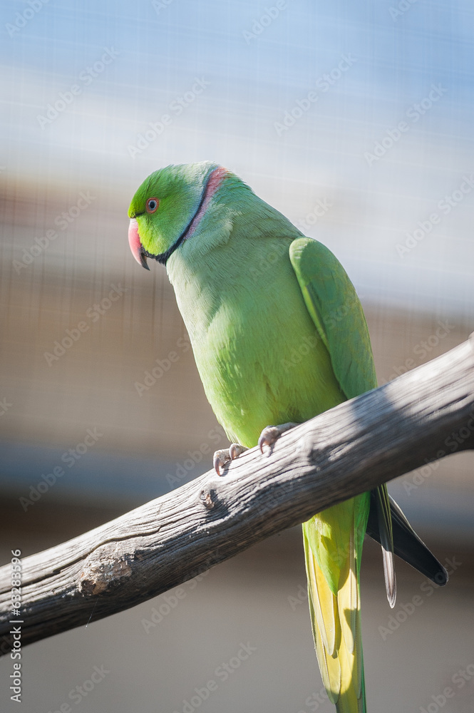 Perruche à collier Stock Photo | Adobe Stock