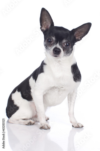 Kurzhaar Chihuahua auf weißem Hintergrund © absolutimages