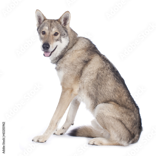 Saarloos Wolfhund isoliert