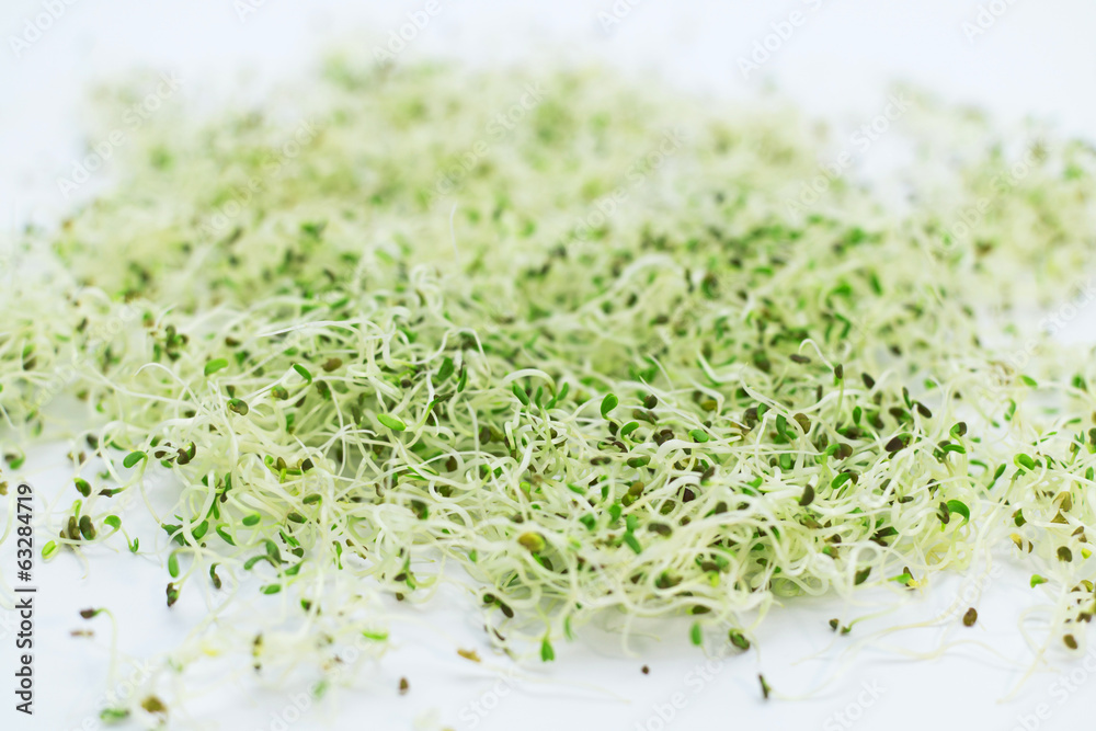 alfalfa sprouts