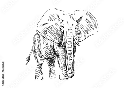 Hand drawing of an elephant. Vector illustration