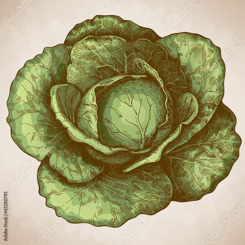 engraving cabbage on white background