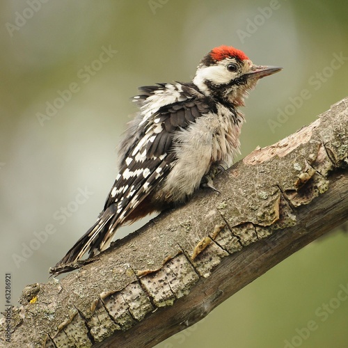 Middle Spotted Woodpecker © tomasztc