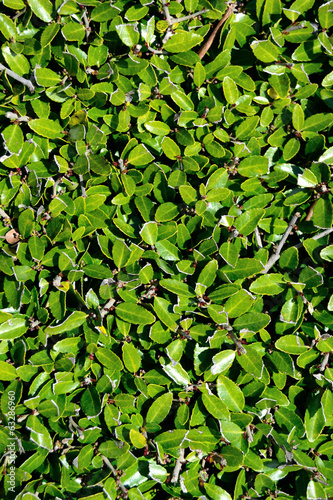 Hedge Leaves Background Vertical © jonathonpryor