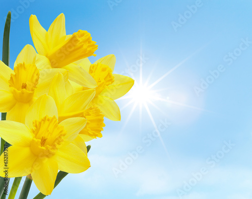 Osterglocken vor Blauem Himmel