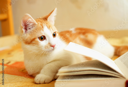 Red and white kitten attentively looks to the side.