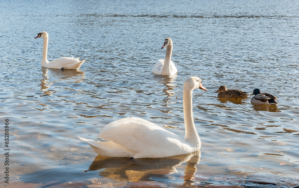 Fototapeta premium Wild birds on the lake