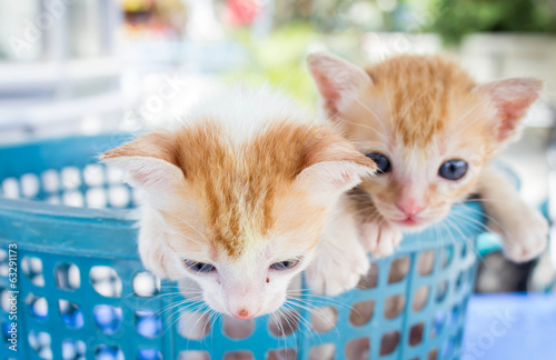 Two kittens in blue basket