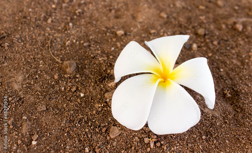Tropical flowers frangipani