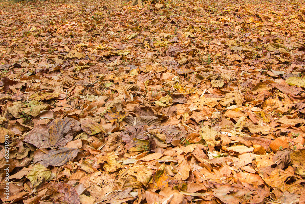 fallen leaves