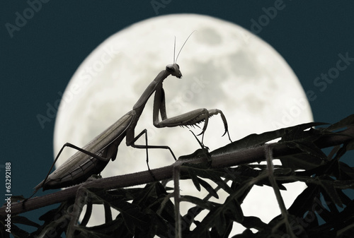Bild auf Leinwand Praying mantis with full moon