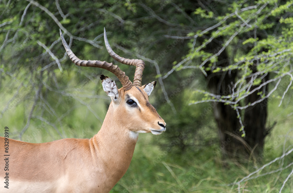 male impala