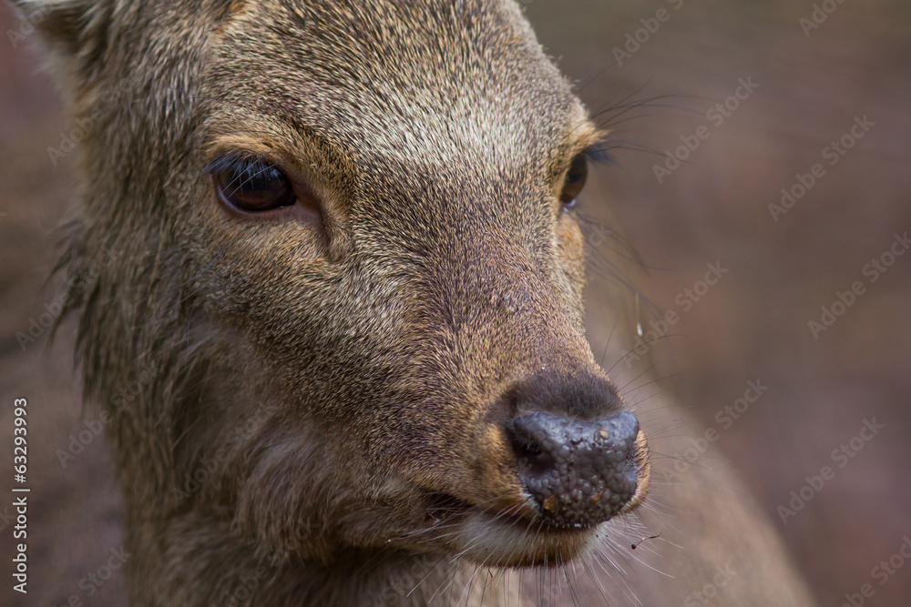 Fototapeta premium Sikahirsch ( Cervus nippon )