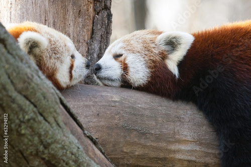 Valokuva Red or lesser pandas (Ailurus fulgens) are resting on a tree