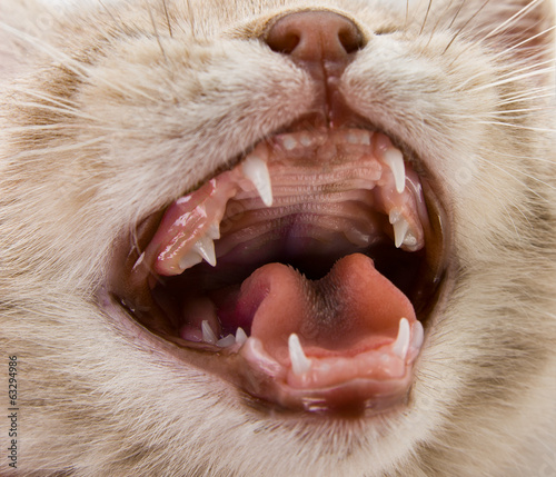 mouth kitten