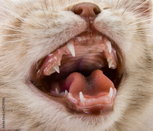 Bild auf Leinwand mouth kitten